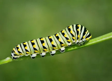 20 магически трансформация на най-необичайни пеперуди и техните гъсеници - faktrum