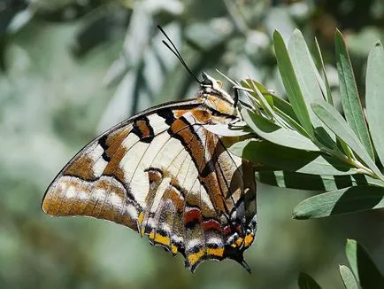 20 transformare magică a celor mai neobișnuite fluturi și omizi lor - faktrum