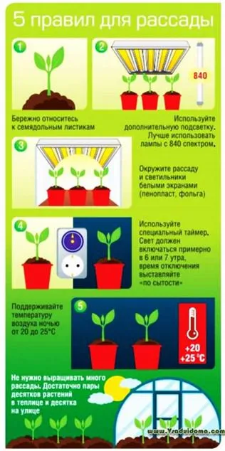 5 reguli principale de creștere răsaduri de roșii, site-ul de grădină, cabana și plante de apartament