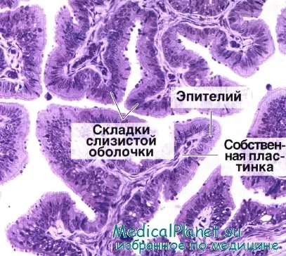 хистология на тръбите