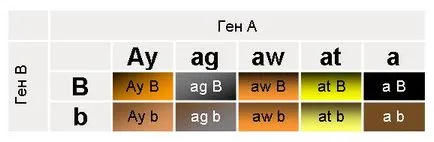 Genetika színek chihuahuák kezdőknek