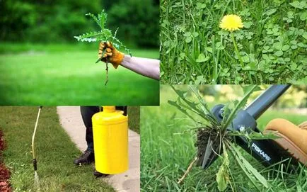 Herbicidek a gyomok ellen, és azok használatát