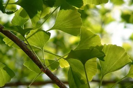 Ginkgo biloba - alkalmazása és tulajdonságai