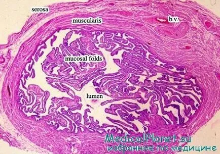 histologie tubare