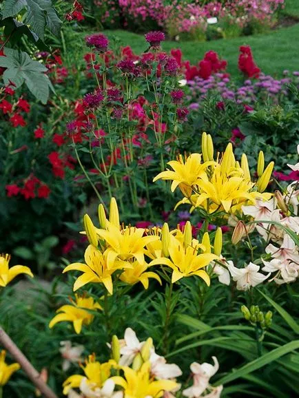 Градинарство, жълто-червено цвете