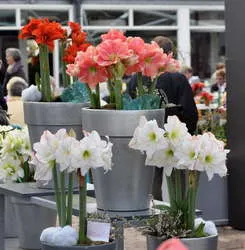 Főzés amaryllis a többi tavaszi kényszerítve