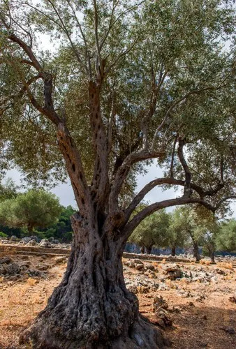 Görögország, olívaolaj - hogyan válasszuk ki, mit kell tudni - Görögország ma