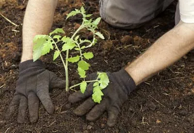 Почва за домати в почвата годността на парникови за разсад от домати