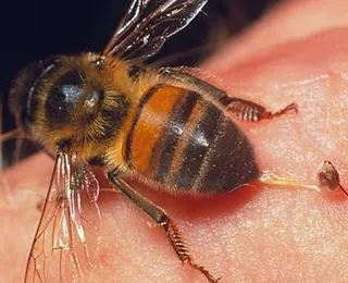 Simptomele alergice de insecte și de tratament la adulți și copii