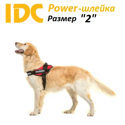 magazin Internet- de mărfuri pentru câini k9shleyka