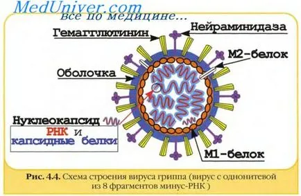 Imunitatea de gripă