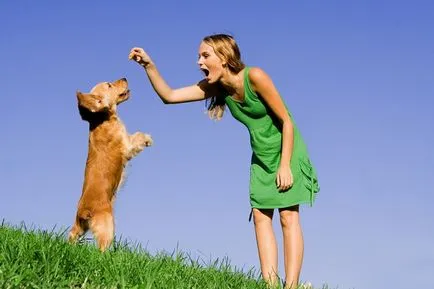 fapte interesante despre rolul de câine pentru persoana, trăsături de caracter și mai mult