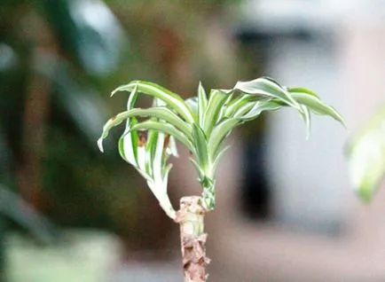 dracaena vágásirányítót szabályai szerint - hasznos tudni