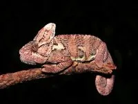 cameleon yemenit (Chamaeleo calyptratus) Yemen Chameleon captivitate de conținut, cum să cumpere