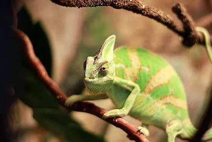 Йеменски хамелеон (Chamaeleo calyptratus) Йемен Chameleon плен съдържание, как да си купя