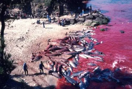 Изкореняването на делфини в Япония и на Фарьорските острови