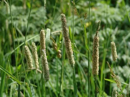 Folosind ierburi ornamentale și plante aromatice în proiectarea peisajului