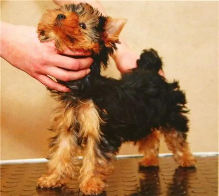 Yorkshire terrier - hozzászoktatni a kölyök állni