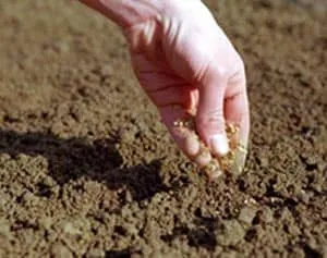 Mi műtrágya alkalmazása helyreállítani a savas talaj