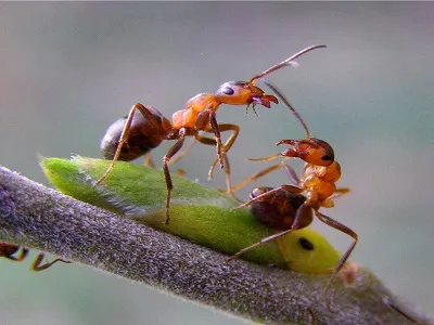 Hogyan lehet megszabadulni a hangyák magánlakás tulajdonos