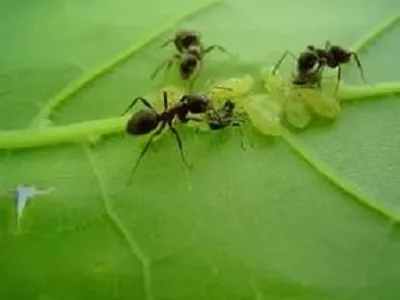 Как да се отървем от мравки частен собственик дома