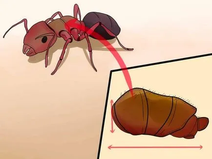 Как да се отървем от мравки свредлата 1