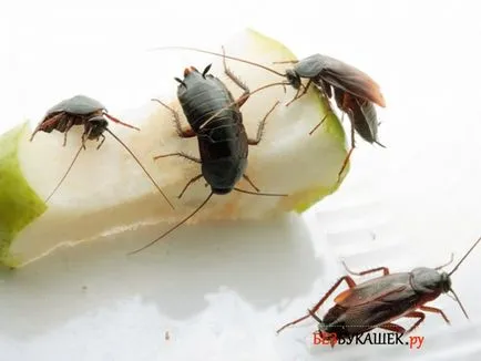 Как да се отървем от черните хлебарки в апартамента от тревата