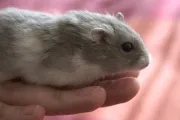 Cum de a trata un hamster rece