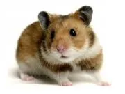 Cum de a trata un hamster rece