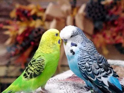 Cum pot determina sexul și vârsta budgerigars