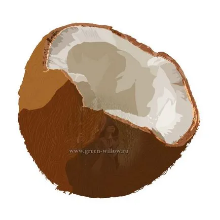 Cum de a desena o nucă de cocos