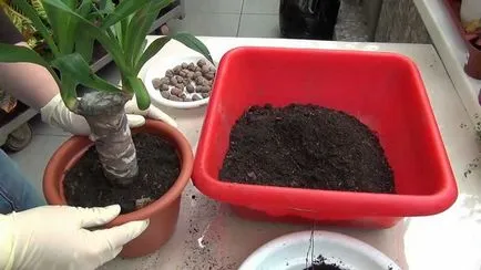 Hogyan transzplantáció a yucca az otthoni videó környezet