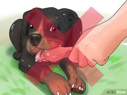 Cum se intarca câinele să cerșească