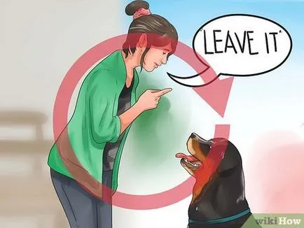 Как да се отбие кучето си да просят