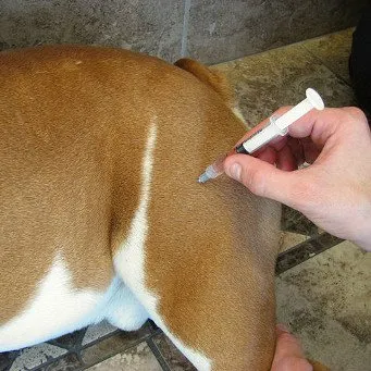 Hogyan, hogy egy asztal beoltott kutya oltások kutyáknak