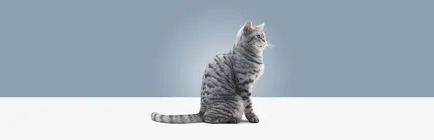 De unde știi că o pisica are purici - sfaturi cu privire la modul de a identifica purici pisica pe!
