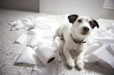 Hogyan kell tanítani a kutyát, hogy a WC otthon útmutató kezdőknek videók