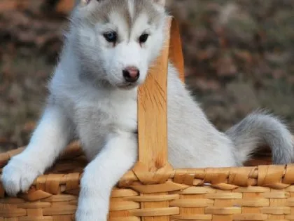 Hogyan tanítsuk a Huskies a WC