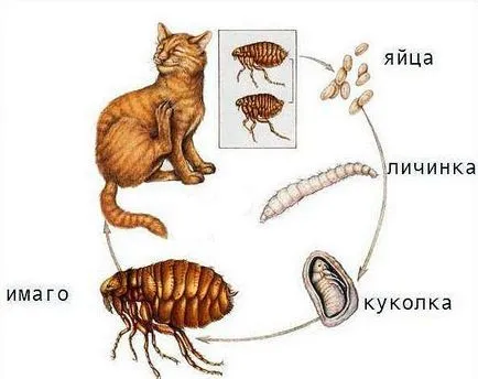 Hogyan szaporodnak a bolhák macskák