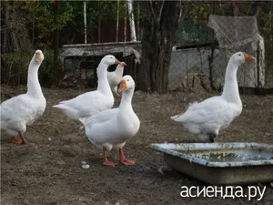 Casa de gâște cu propriile mâini