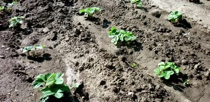 Hogyan ültetni eper százas tippek