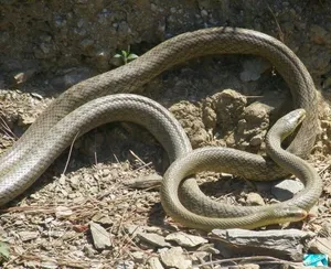 Ahogy párzás kígyók különösen párzás és a párzás
