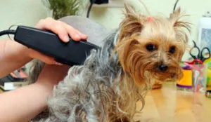 Как да изберем за подстригване кучета портал за компютри и домакински уреди