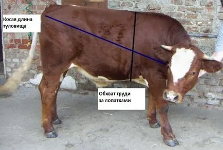 Как да разбера, теглото на едър рогат добитък и млади говеда, без тежести добитък маса тегло на измервания, селското стопанство