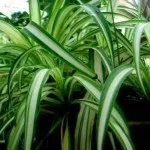 Hogyan növekszik Chlorophytum a szobában