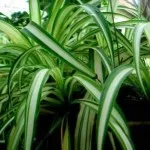 Как да расте Chlorophytum в стаята