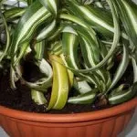 Как да расте Chlorophytum в стаята