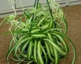 Как да расте закрит завод Chlorophytum - плосък като местообитание