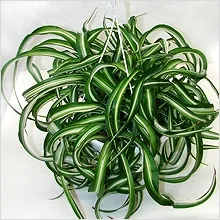 Как да расте Chlorophytum в стаята