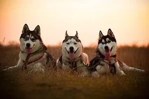 Hogyan Husky prenosyat hő